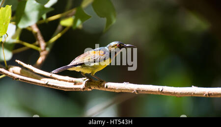 Olive zurück Sunbird auf einem Ast Stockfoto