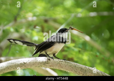 Malaysische Trauerschnäpper Pfauentaube auf einem Ast Stockfoto