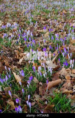 Lila Crocus Vernus Blume spähen durch die Wiese und Mulch im Frühjahr Stockfoto