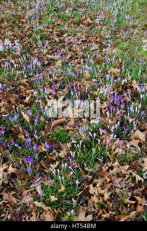 Lila Crocus Vernus Blume spähen durch die Wiese und Mulch im Frühjahr Stockfoto