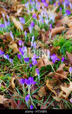 Lila Crocus Vernus Blume spähen durch die Wiese und Mulch im Frühjahr Stockfoto