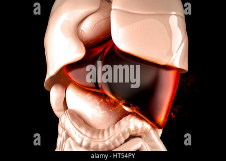 Brennenden menschlichen Leber Nahaufnahme. Lebererkrankungen-Konzept. 3D Illustration. Stockfoto