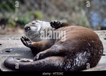 Europäische Otter Curraghs Wildlife Park, Isle Of Man Stockfoto