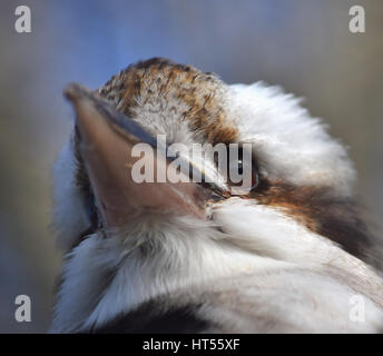 Lachende Kookaburra-Nahaufnahme Stockfoto