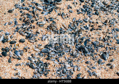 Muscheln am Sandstrand, natürlichen Hintergrund, selektiven Fokus Stockfoto