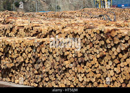 Protokollierte Kiefer ausstrahlen Pinus, im Hafen von Lyttleton, Südinsel, Neuseeland, warten darauf, versendet werden Stockfoto