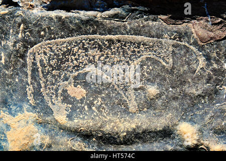 Prähistorische Sahara Petroglyph Kunst Felszeichnungen von Rindern von einer Site 20km östlich von Taouz, Süd-Ost-Marokko Stockfoto