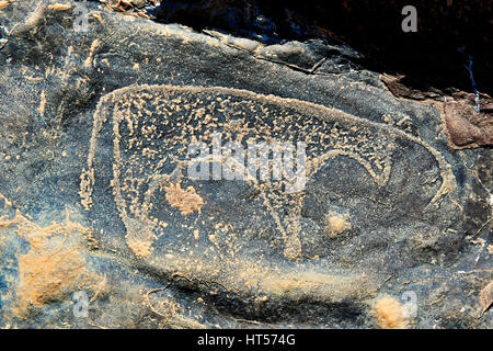 Prähistorische Sahara Petroglyph Kunst Felszeichnungen von Rindern von einer Site 20km östlich von Taouz, Süd-Ost-Marokko Stockfoto