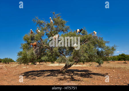 Ziegen fressen Argan Nüssen in einer Argon-Struktur. In der Nähe von Essaouira, Marokko Stockfoto