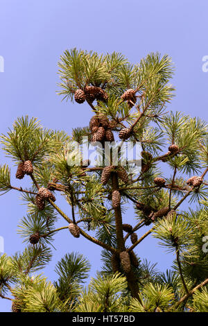 Tannenzapfen am Baum mit überhängenden Äste vor blauem Himmel Stockfoto