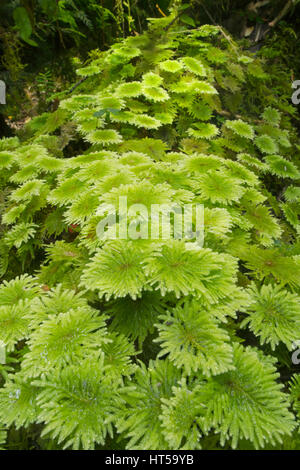 Moosbedeckten umgestürzten Baum, gemäßigten Regenwald, Chiloé Insel, Chile Stockfoto