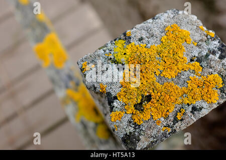 Orange Meer Flechten auf hölzernen Pfosten Stockfoto