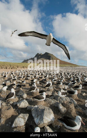 Black-browed Albatross (Thalassarche Melanophris), im Flug über Verschachtelung Kolonie Steeple Jason Island, Falkland-Inseln Stockfoto