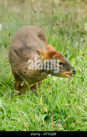 Südliche Pudu (Pudu Puda) kleine Hirsche des südlichen Chile, Chiloé Insel, Chile Stockfoto