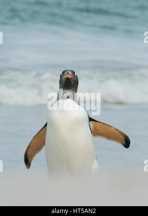 Gentoo Penguins (Pygoscelis Papua) kommenden Ufer, düsterer Insel, Falkland-Inseln Stockfoto