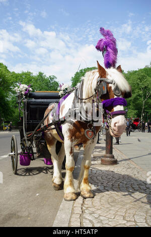 Central Park Pferdekutsche wartet auf Kunden, NYC, USA Stockfoto