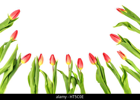 Tulpe Blumen bilden einen Rahmen auf weißem Hintergrund mit Textfreiraum Stockfoto