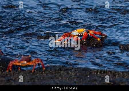 In brillanten Farben nach Sally Lightfoot Krabben (Grapsus grapsus) im Wasser in den Galapagos Inseln, die durch einen Jugendlichen vom Ufer aus beobachtet werden. Stockfoto