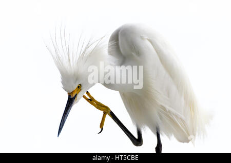 Snowy Silberreiher (Egretta unaufger), Florida, USA Stockfoto