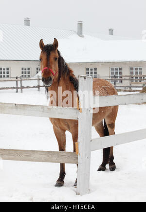 Pferde im Schnee draußen gemauerte Scheune mit Stockfoto