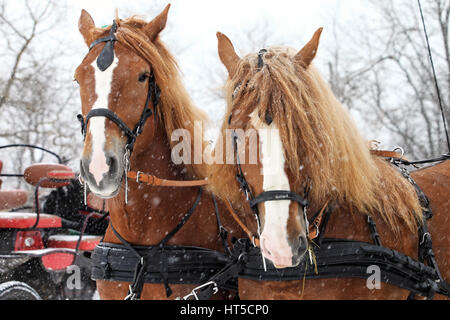 Clydesdale Horse Teams im Schneesturm bereit zu gehen Stockfoto