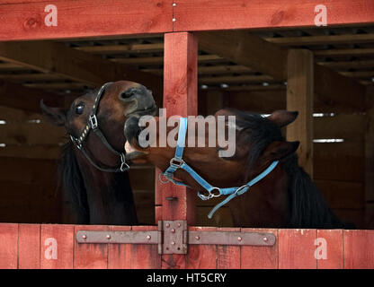 Paar von Rennpferden spielen in den Stallungen aus Holz Stockfoto