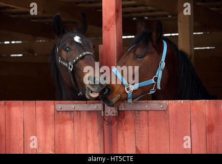 Paar von Rennpferden spielen in den Stallungen aus Holz Stockfoto