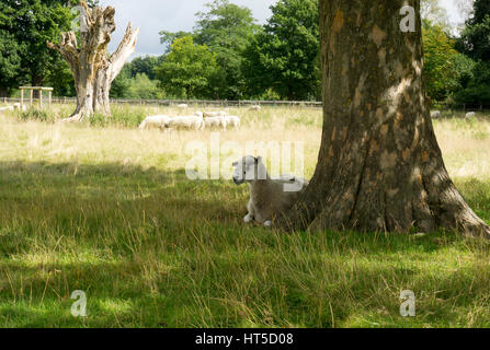 Schaf liegend unter einem Baum in einem Feld in der englischen Landschaft Stockfoto