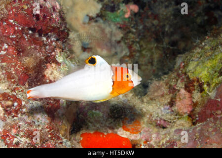 Zweifarbige Papageienfische oder gepunktete Papageienfische, Cetoscarus occelatus. Zuvor als Cetoscarus bicolor beschrieben. Jugendlich. Weitere Informationen finden Sie unten. Stockfoto