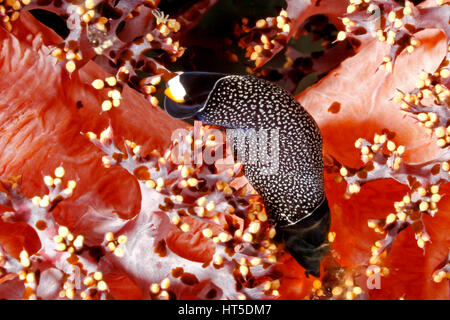 Kopfschild Slug, Mariaglaja inornata, früher als Chelidonura inornata beschrieben. Auf weicher Koralle, auf der Suche nach Nahrung. Stockfoto