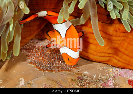 Clown Anemonenfischen Amphiprion Percula tendenziell Eiablage an der Basis des Wirtes prächtigen Anemone, Heteractis Magnifica. Stockfoto