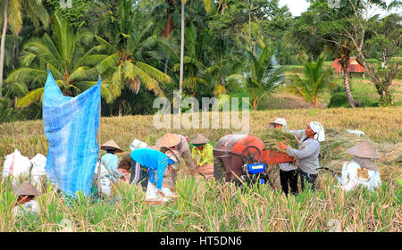 Balinesischen Frauen in die Reisfelder während der Ernte, Ubud, Bali, Indonesien. Die geschliffene Reis ist maschinell ausgestreut wird. Stockfoto