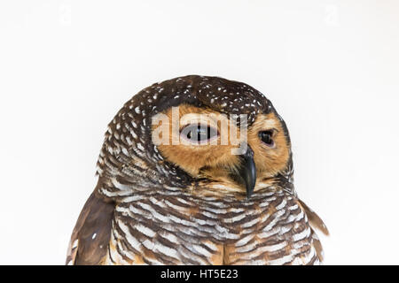 Porträt von Braun Holz Eule Vogel aus Thailand Stockfoto