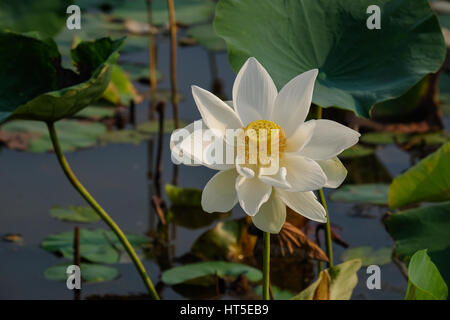 Weiße Lotusblüte mit grünen Blatt Hintergrund im Sonnenlicht Stockfoto