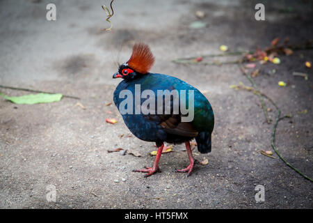 Roul-Roul, crested Rebhuhn. Stockfoto