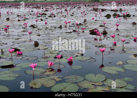 Erwachen-Blumen auf Talay Bua Daeng, roter Lotus See außerhalb von Udon Thani, Thailand Stockfoto