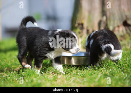 Bild von zwei Australian Shepherd Welpen im freien Stockfoto