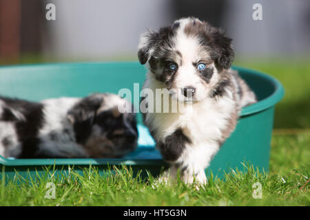 Bild von zwei Australian Shepherd Welpen in einem Hundekorb Stockfoto