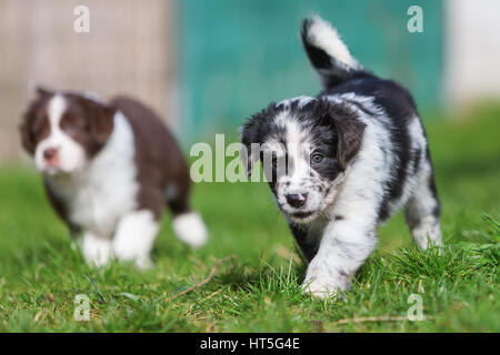 Bild von zwei Australian Shepherd Welpen im freien Stockfoto