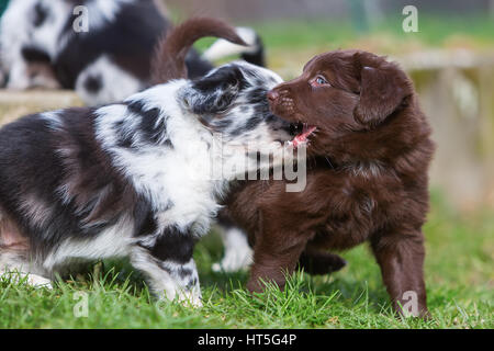 Bild von zwei Kämpfe Australian Shepherd Welpen Stockfoto