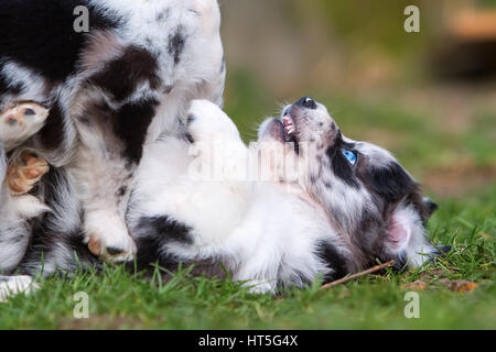 Bild von zwei Kämpfe Australian Shepherd Welpen Stockfoto