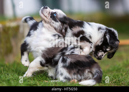 Bild von zwei Kämpfe Australian Shepherd Welpen Stockfoto