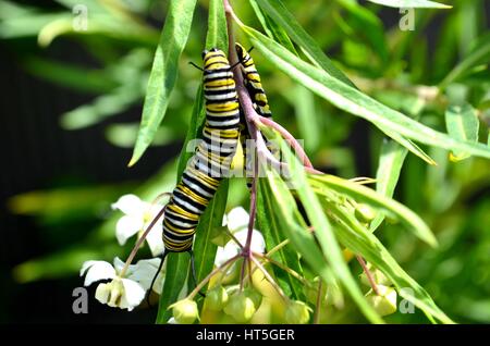 Monarch Raupe auf Wolfsmilch Pflanze Stockfoto