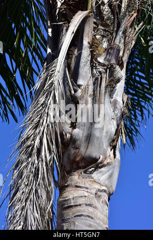 Detail des Palm Baumstamm mit getrockneten Zweige abzubrechen. Stockfoto