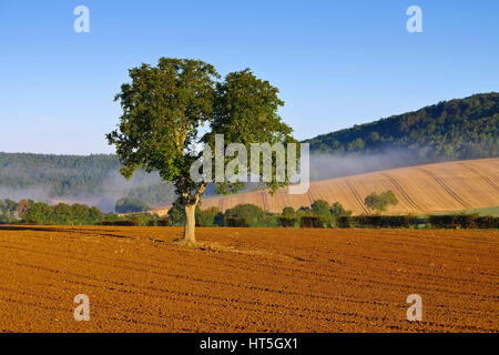 Burgund-Landschaft im Morgennebel, Frankreich Stockfoto