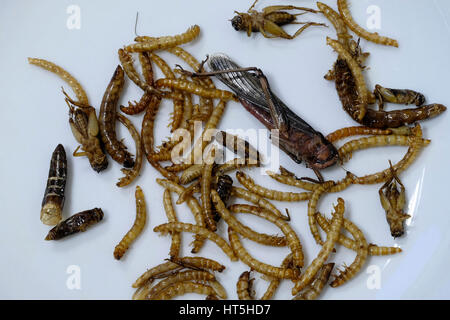 Frittierte Grillen, essbare Mehlwürmer und wandernden Heuschrecken (Locusta Migratoria) vorbereitet für den menschlichen Verzehr Stockfoto