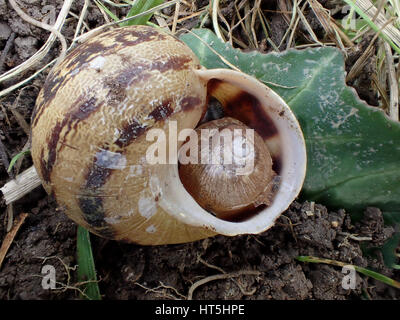 Kleine braune Garten Schnecke (Cornu Aspersum oder Helix Aspersa) in die Öffnung der Schale einer größeren braunen Garten Schnecke auf einem Blatt Alpenveilchen Stockfoto