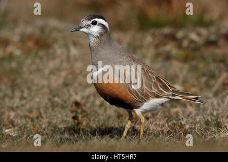 Eurasische Mornell, Charadrius Morinellus, erwachsenes Weibchen im Sommer Gefieder Stockfoto