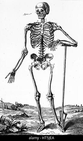 Menschlicher Schädel, Vintage illustration Stockfoto