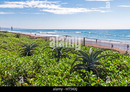 Düne Vegetation und Aloe Pflanzen gegen Strand Meer und blau bewölkt Skyline in Durban, Südafrika Stockfoto